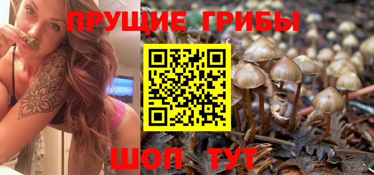 Псилоцибиновые грибы Psilocybine cubensis Ярославль